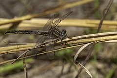 Phanogomphus westfalli
