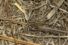 Phanogomphus westfalli