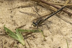 Phanogomphus westfalli