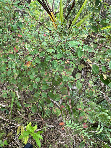 Euphorbia multiformis observed 2025-09-22