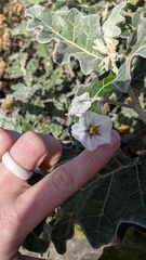 Solanum marginatum, photograph author not stated, no rights reserved