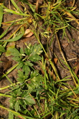 Poa annua