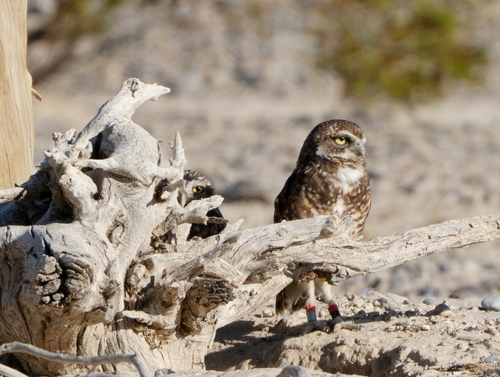 Burrowing Owl photographed in Nevada