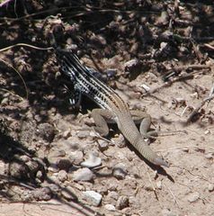 Aspidoscelis scalaris septemvittatus