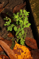 Euphorbia peplus