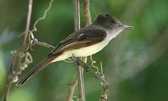 Myiarchus yucatanensis