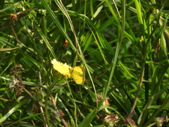 Abaeis salome jamapa