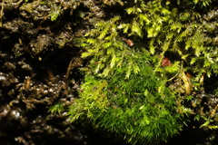 Bryophyta