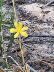 Irideae