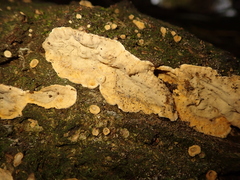 Cylindrobasidium laeve