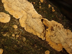 Cylindrobasidium laeve