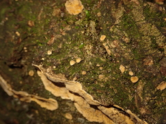 Cylindrobasidium laeve