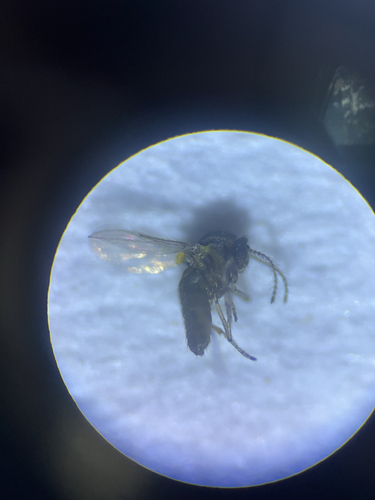 Dasyhelea platychaeta, 2025-09-21
