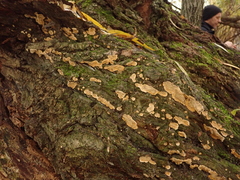 Cylindrobasidium laeve