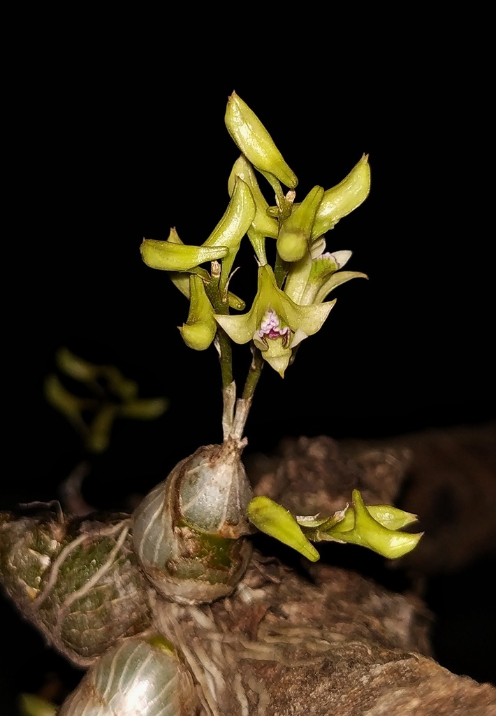 Dendrobium crispum Dalzell