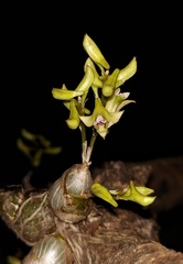 Dendrobium crispum