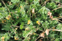 Lotus subbiflorus subbiflorus