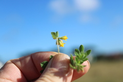 Lotus subbiflorus subbiflorus