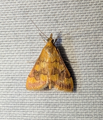 Phoenician Pyrausta Moth and Allies photo 3