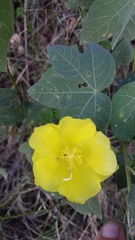 Gossypium tomentosum