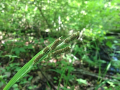 Carex shortiana