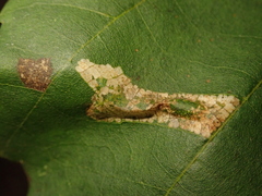 Phyllonorycter klemannella
