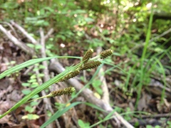 Carex shortiana