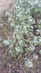 Gossypium tomentosum