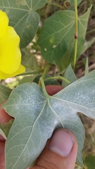 Gossypium tomentosum