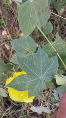 Gossypium tomentosum