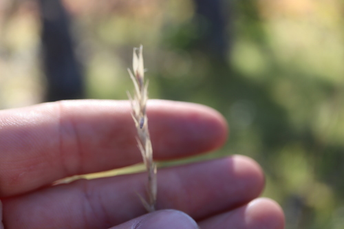 timber oatgrass (Danthonia intermedia)