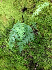 Cystopteris tennesseensis