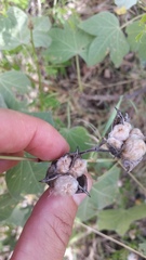 Gossypium tomentosum