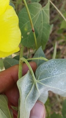 Gossypium tomentosum