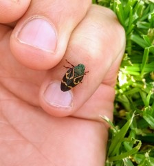 Deois flexuosa