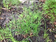 Carex shortiana