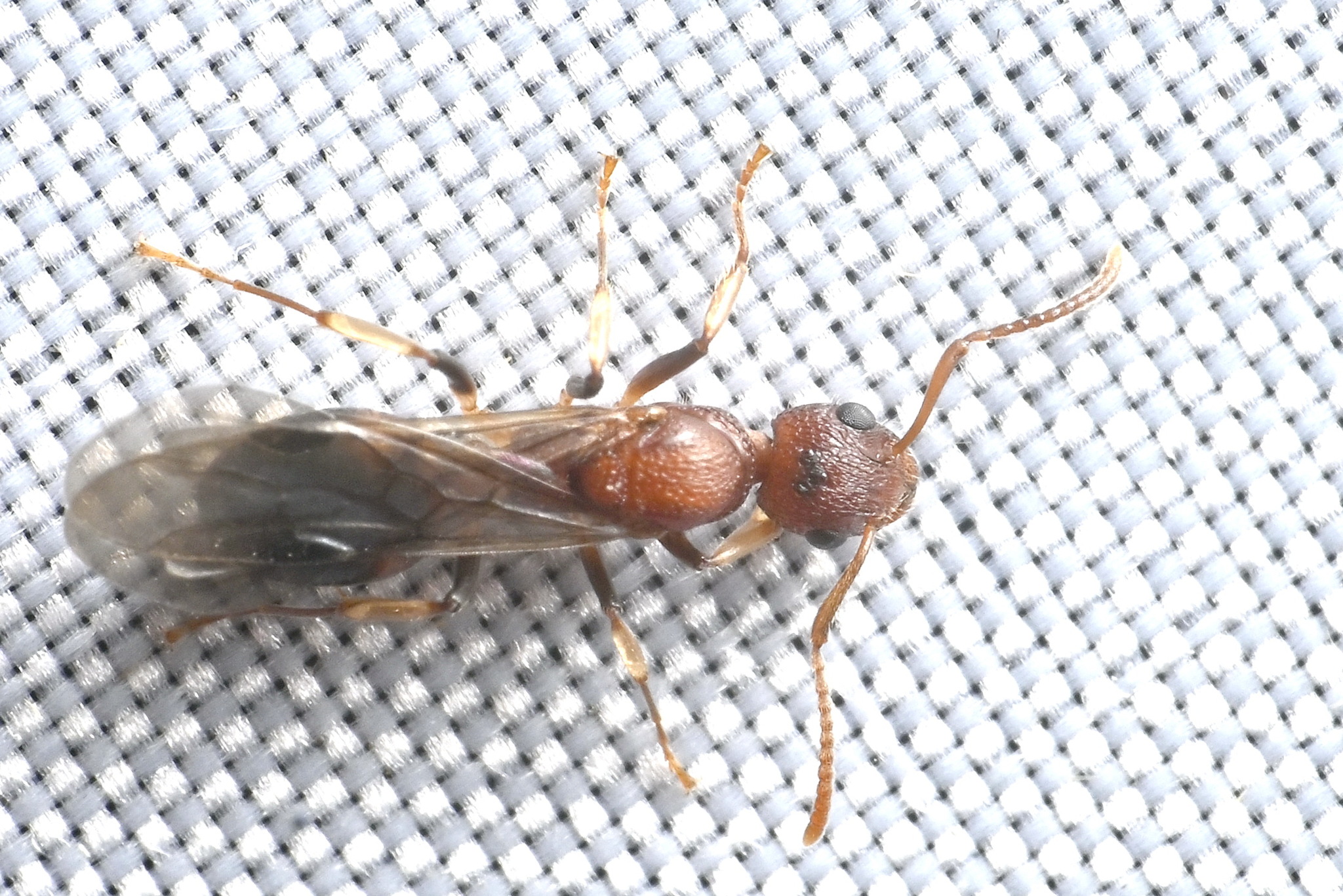 Dolichoderus sagmanotus