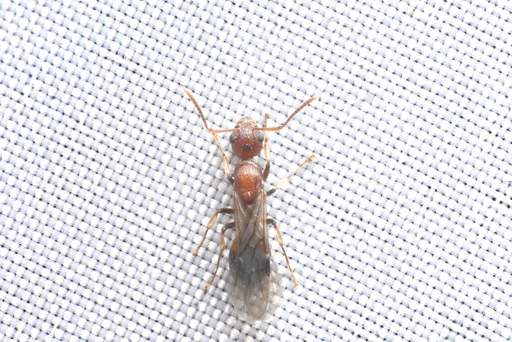 Dolichoderus sagmanotus