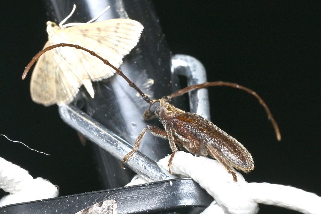 Vesper Insect Vesperid Beetles in July 2024 by 郭燕青 · iNaturalist