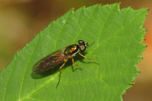 Unknown species found near Vashon, WA 98070, USA