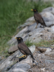 Acridotheres tristis