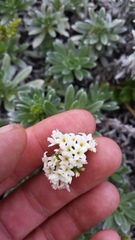 Heliotropium anomalum