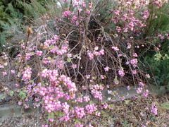 Symphoricarpos albus
