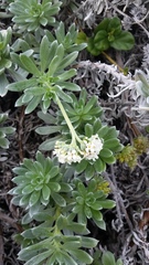 Heliotropium anomalum