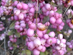 Symphoricarpos albus