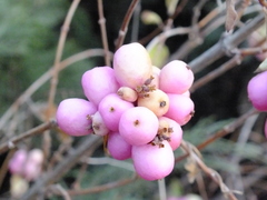 Symphoricarpos albus