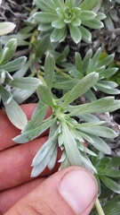 Heliotropium anomalum