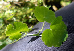 Hydrocotyle americana