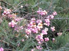 Symphoricarpos albus