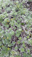 Heliotropium anomalum